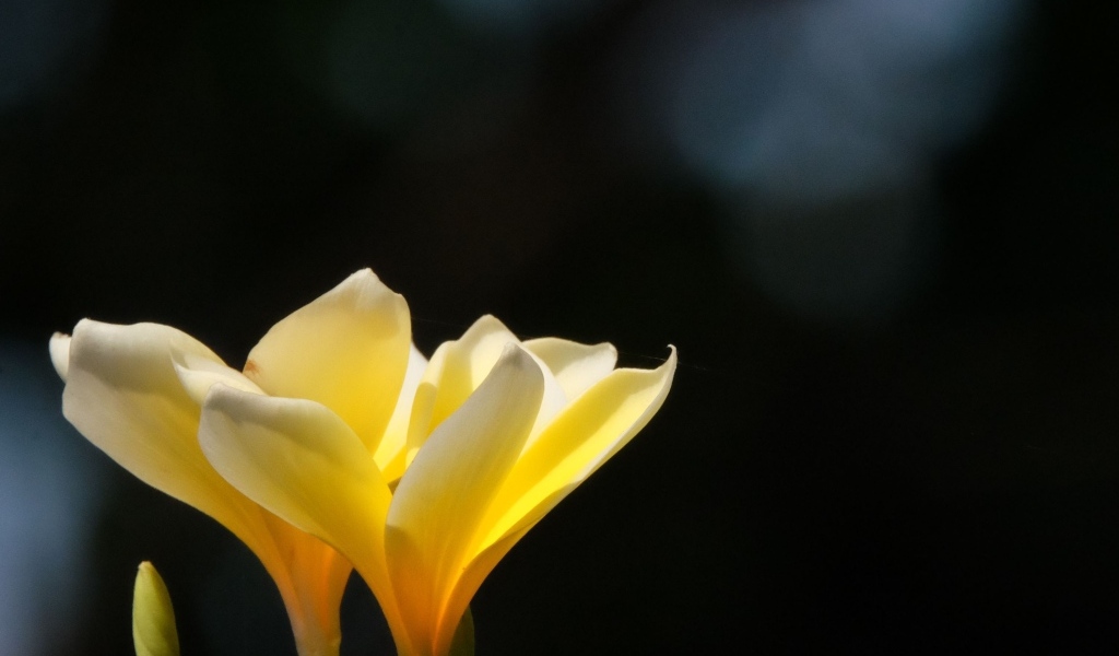 Желтые нежные цветы плюмерия крупным планом