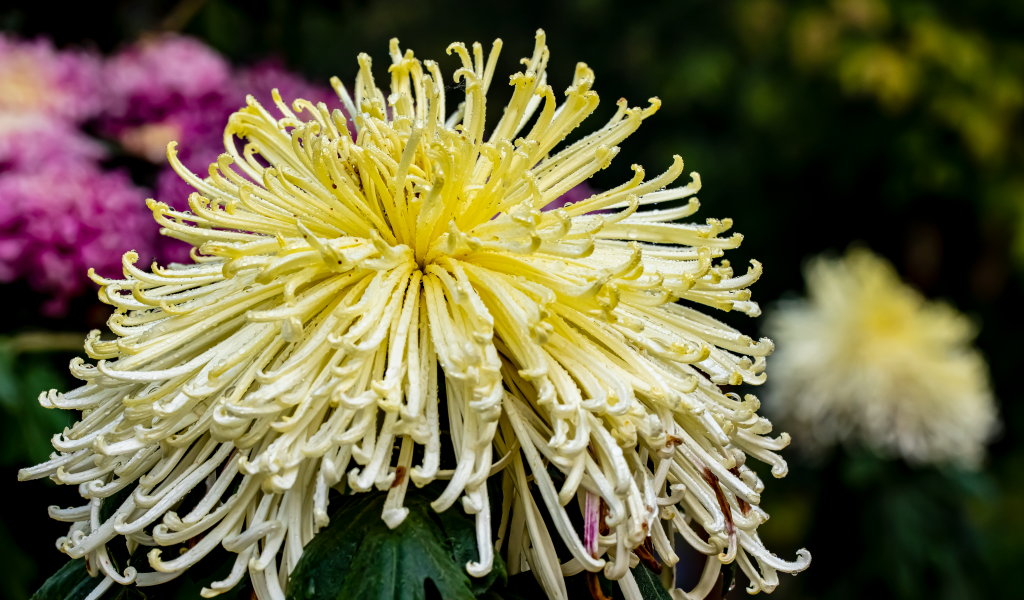 Желтый отцветающий цветок хризантемы