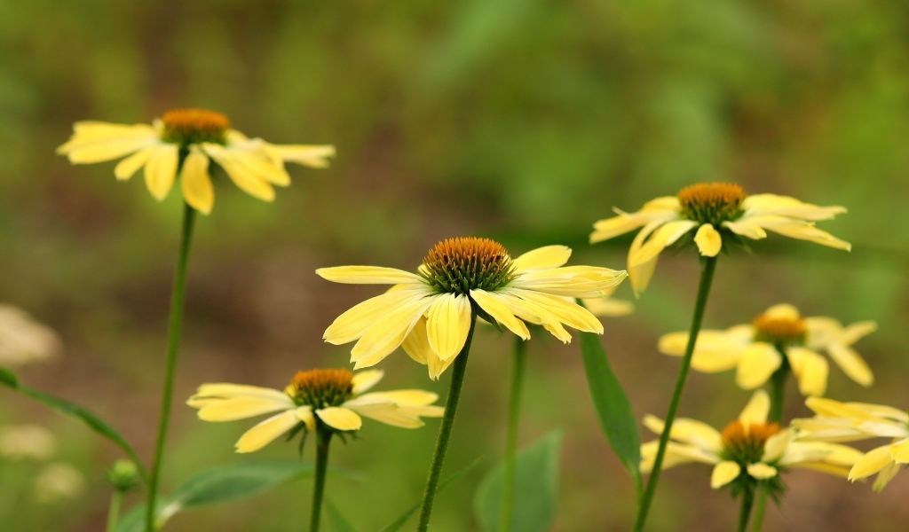 Желтые цветы на клумбе крупным планом