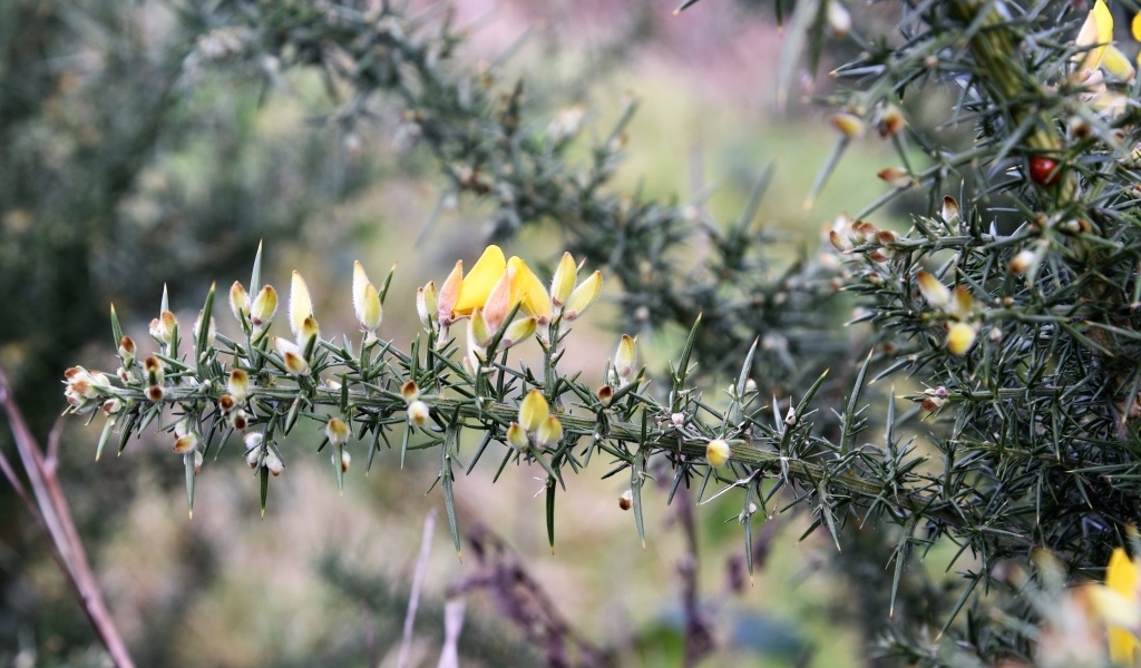 Желтые цветы на ветке хвойного дерева 