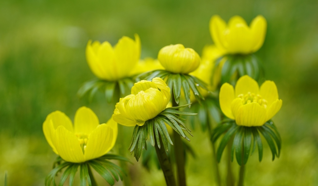 Желтые цветы рябчика крупным планом