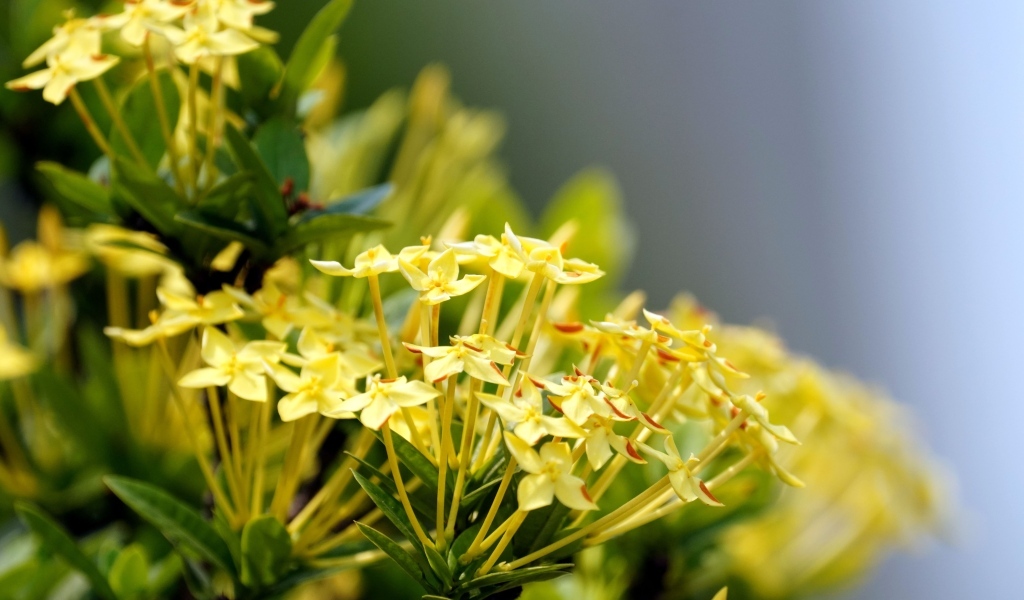 Желтые цветы иксора крупным планом