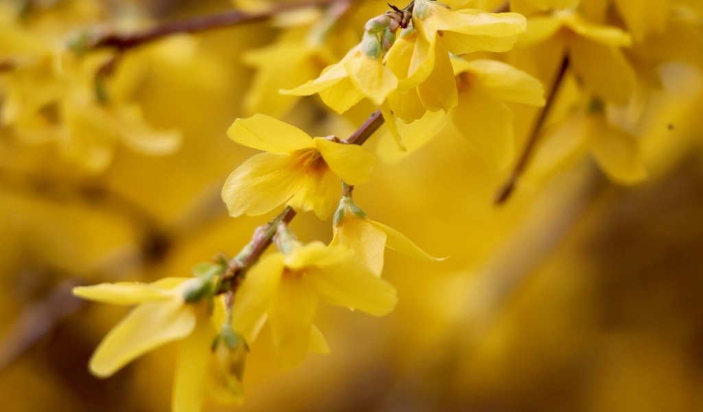 Желтые цветы сирени на ветке дерева