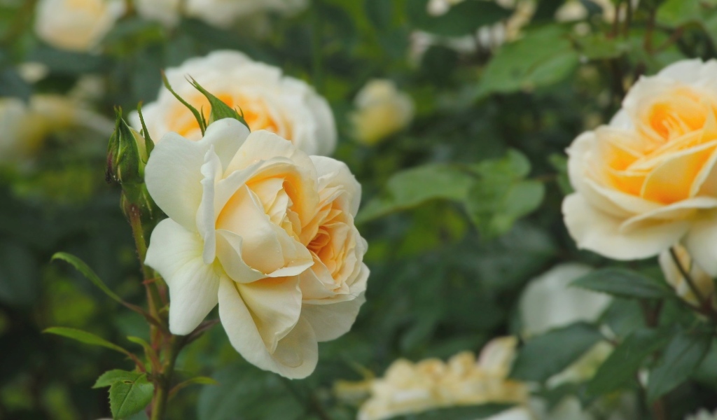 Желтые парковые розы с бутонами