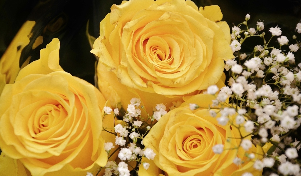 Желтые розы с белыми цветами гипсофилы