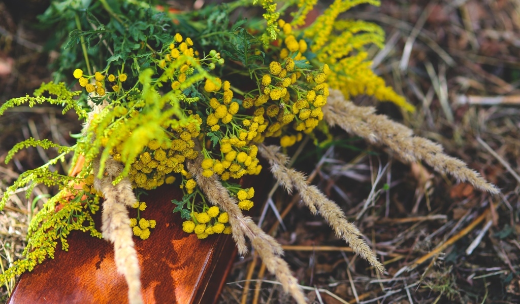 Желтые цветы пижмы на траве