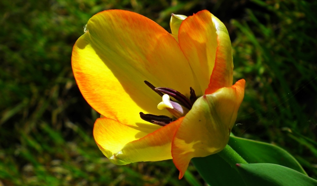 Желтый тюльпан в лучах солнца на клумбе