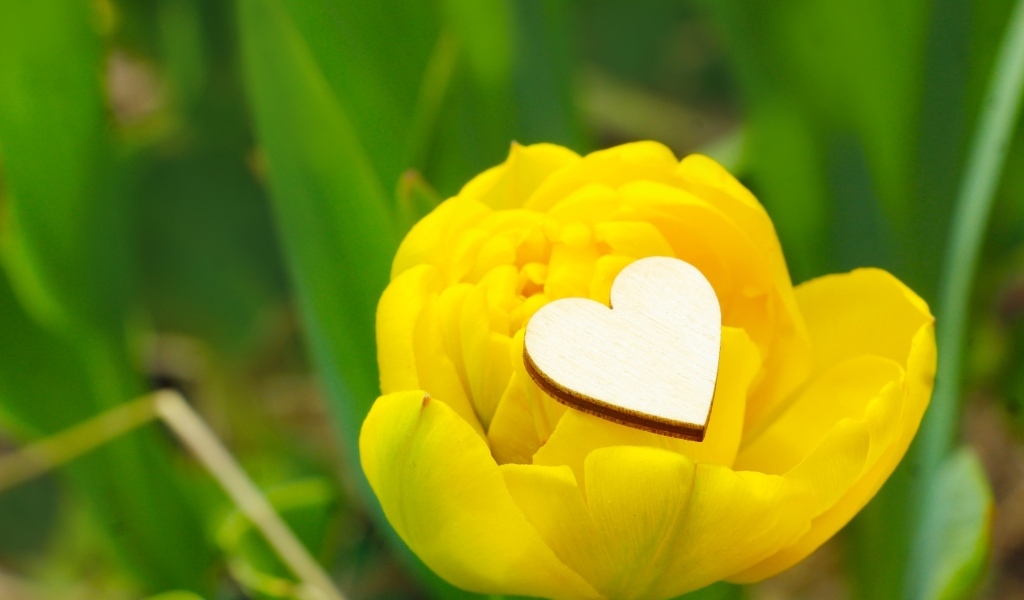 Желтый тюльпан с маленьким белым сердцем