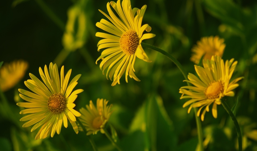 Желтые полевые цветы крупным планом