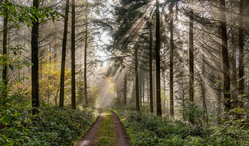 Солнце пробивается сквозь деревья в лесу у дороги