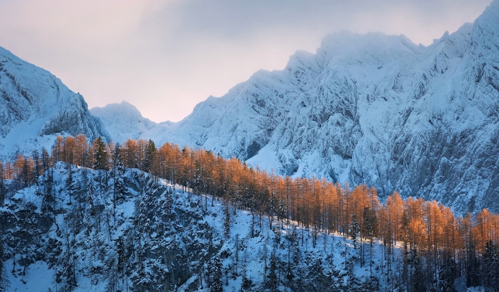 Покрытые холодным белым снегом горы с лесом