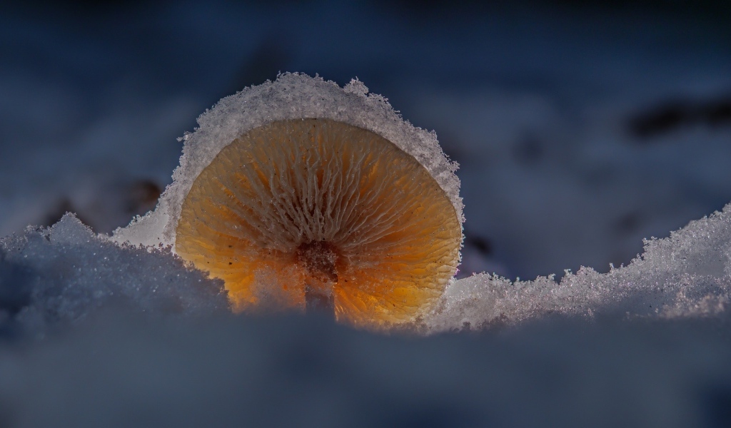 Маленький гриб замерзает под снегом