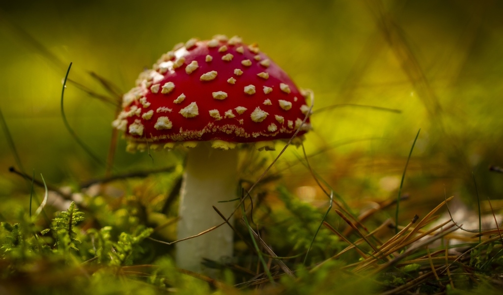 Большой красный мухомор на покрытой мхом земле