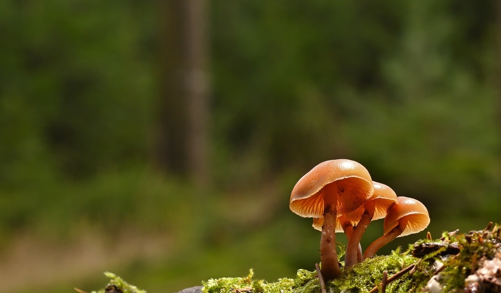 Пластинчатые грибы на покрытой мхом земле