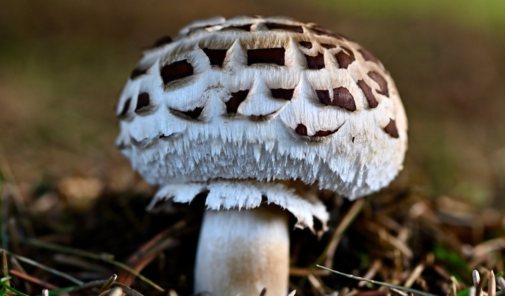 Большой гриб шампиньон на земле