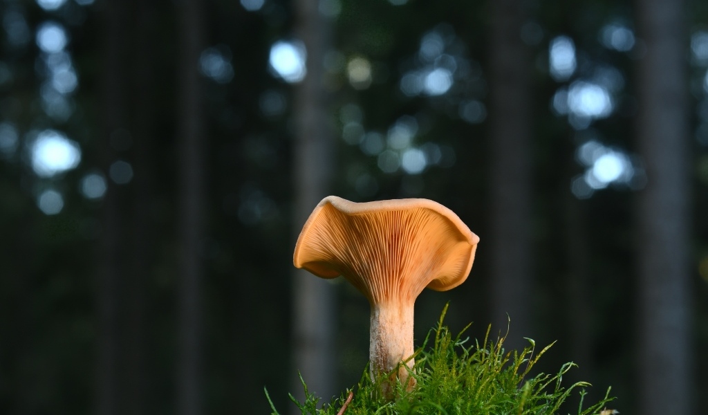 Гриб с зеленым мхом крупным планом