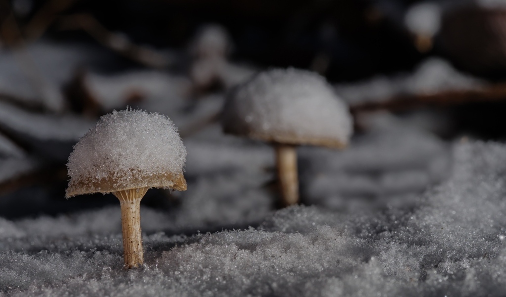 Грибы в снегу в лесу зимой