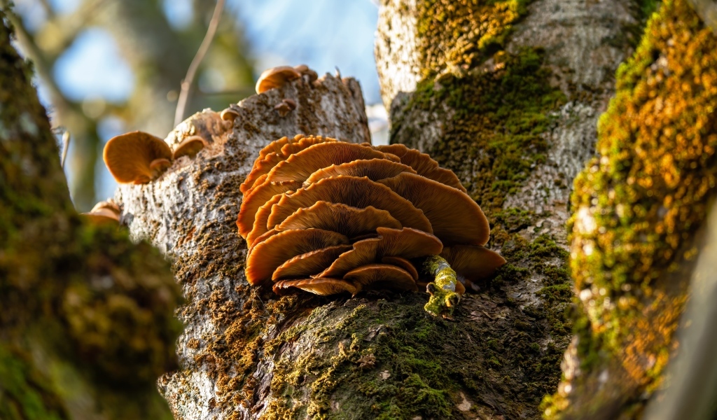 Грибы на покрытом мхом дереве осенью
