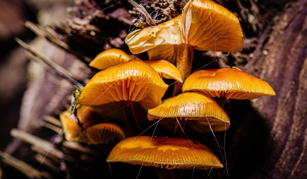 Грибы на старом сухом дереве