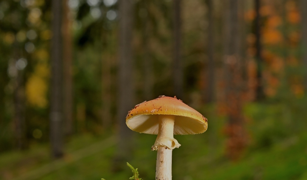 Оранжевый гриб растет в лесу