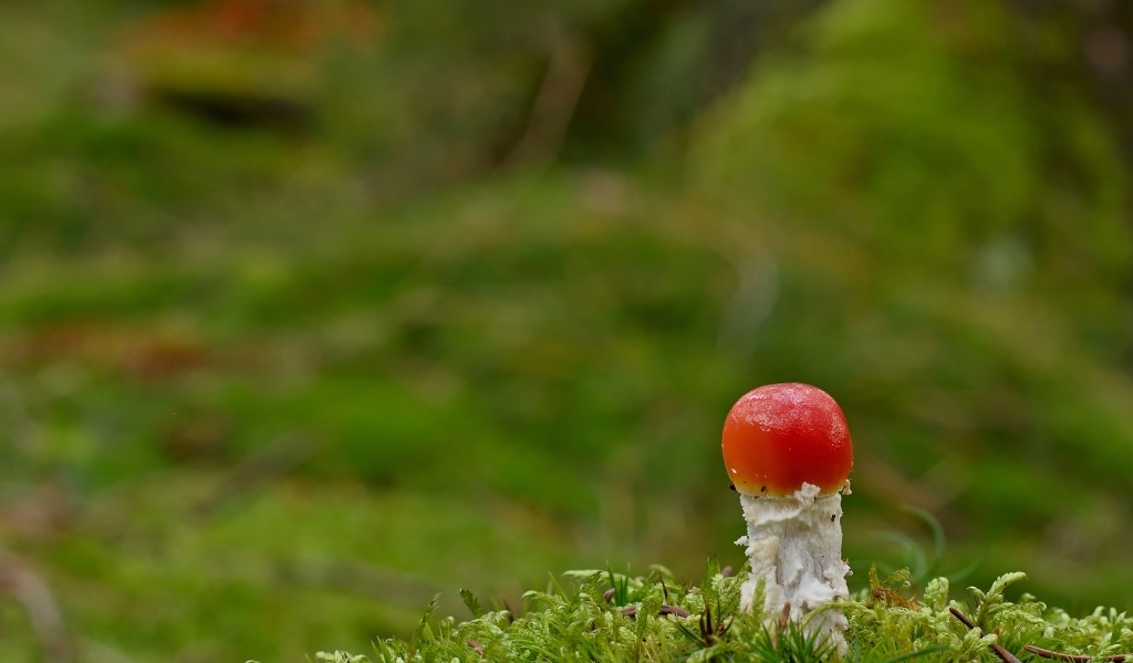 Маленький растущий гриб мухомор в лесу