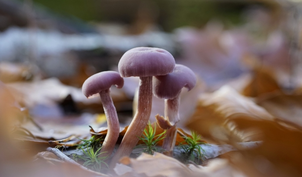 Маленькие грибы Лаковица аметистовая в листьях