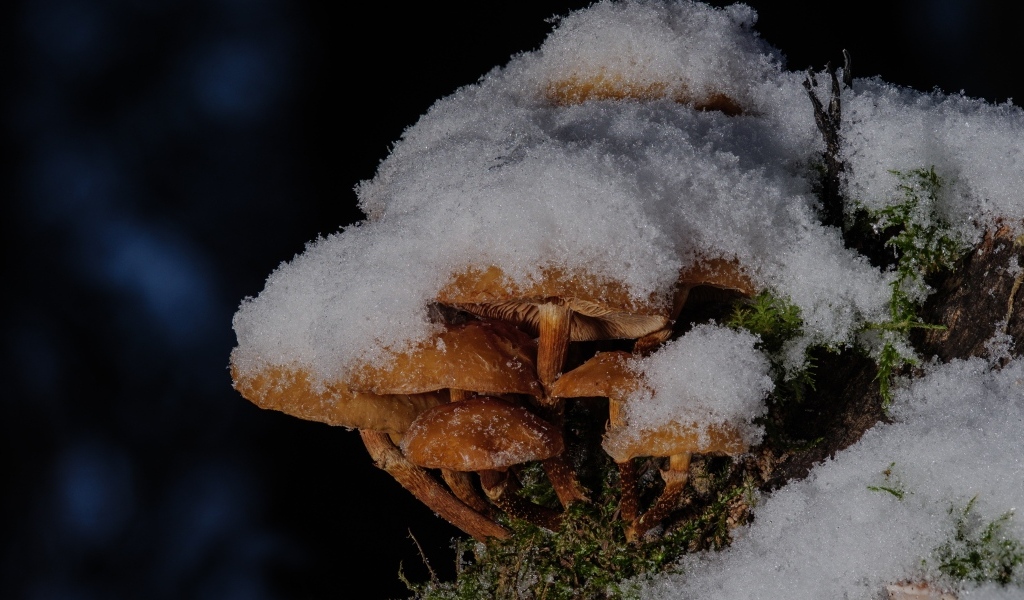 Маленькие грибы под снегом в лесу