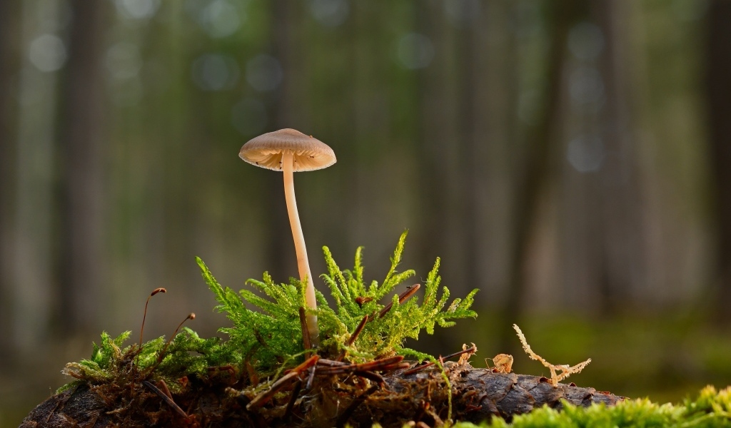 Маленький ядовитый гриб на покрытой мхом земле