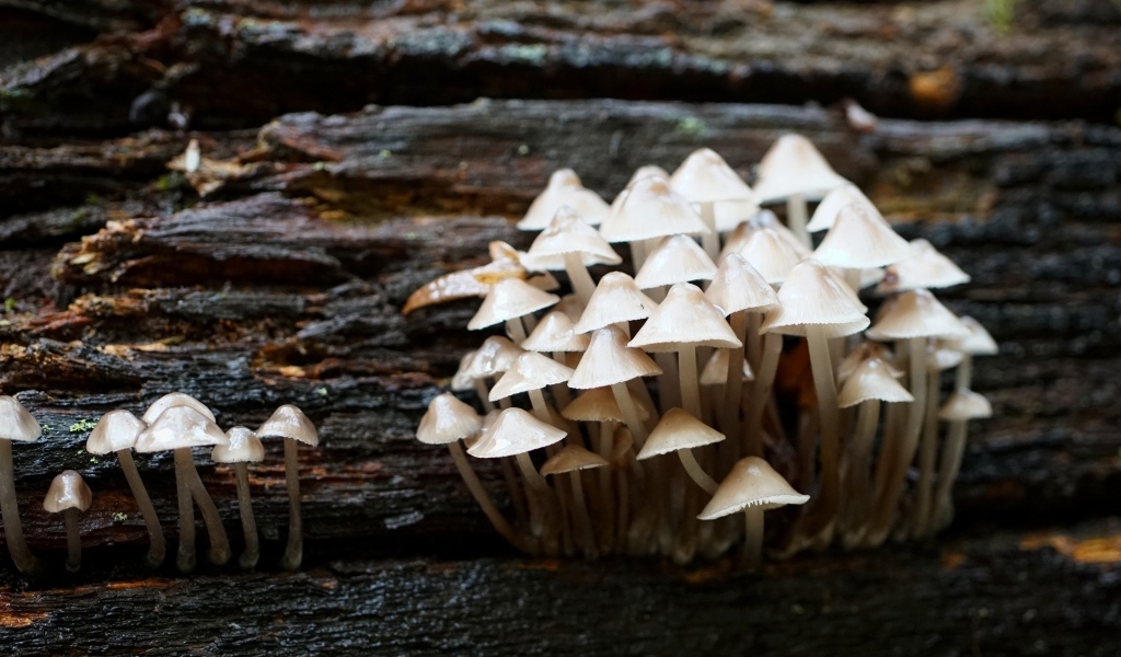 Маленькие дикие ядовитые грибы на дереве