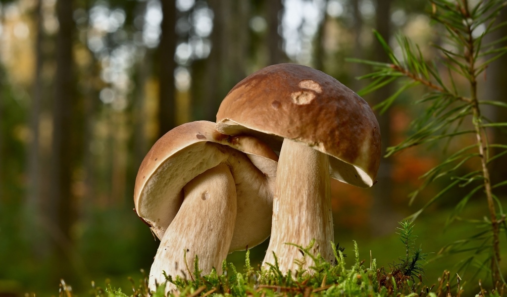 Два больших подберезовика в лесу