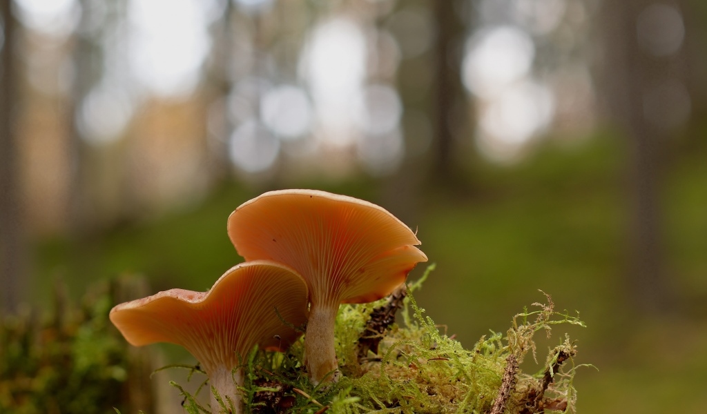 Два гриба рядом на покрытой мхом земле в лесу