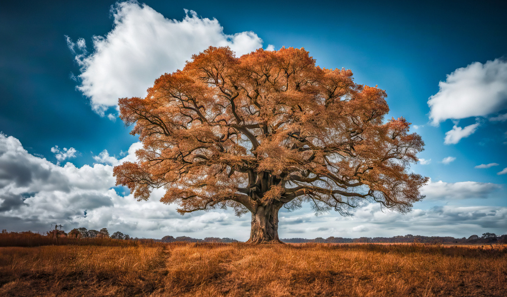 Большое сухое дерево в поле под красивым небом