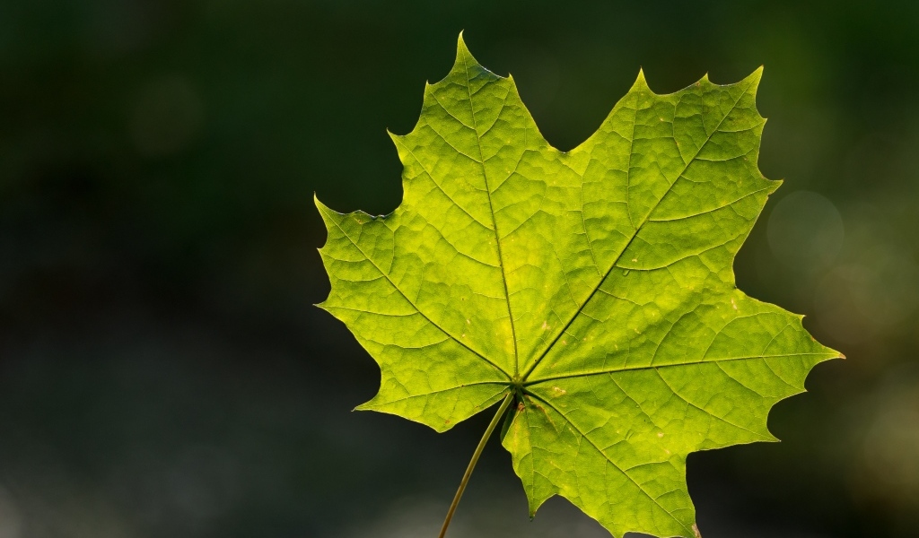 Красивый зеленый лист клена