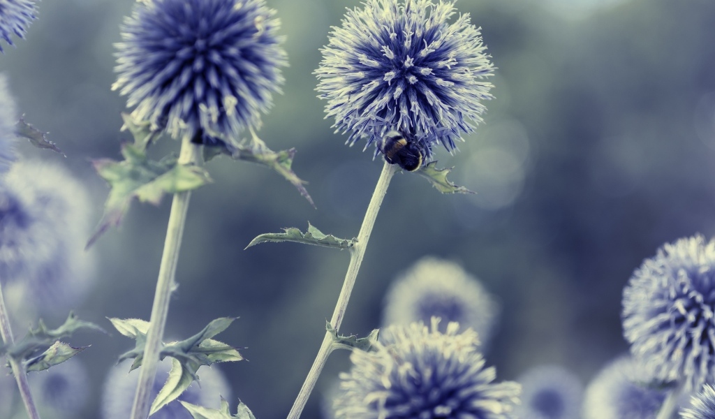 Колючие шарики чертополоха крупным планом