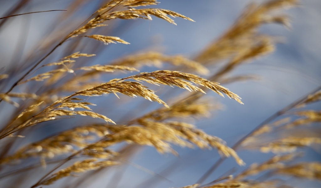 Колосья полевой травы крупным планом