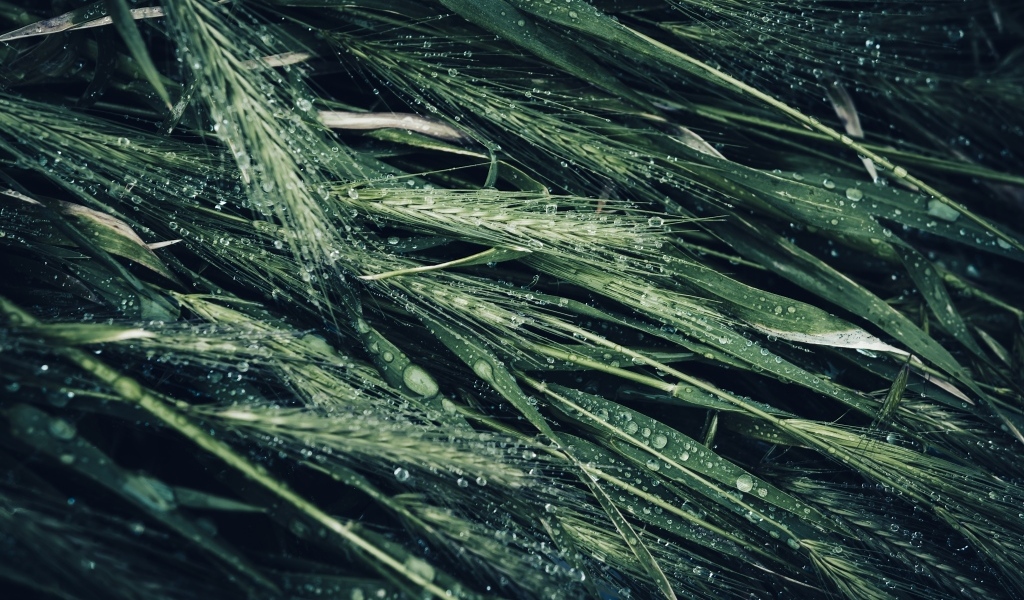 Зеленые колосья травы в каплях дождя