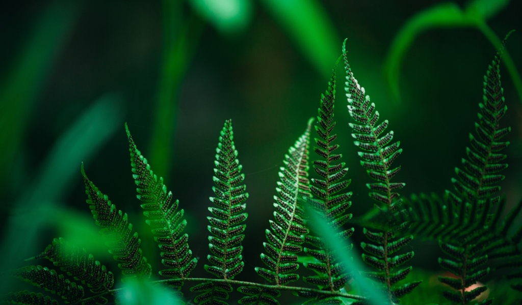 Зеленые листья папоротника крупным планом