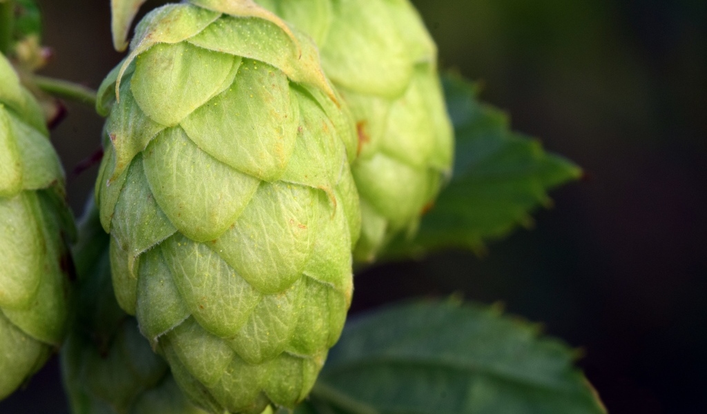 Зеленые шишки хмеля крупным планом