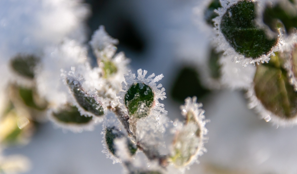 Зеленые листья покрытые холодным инеем
