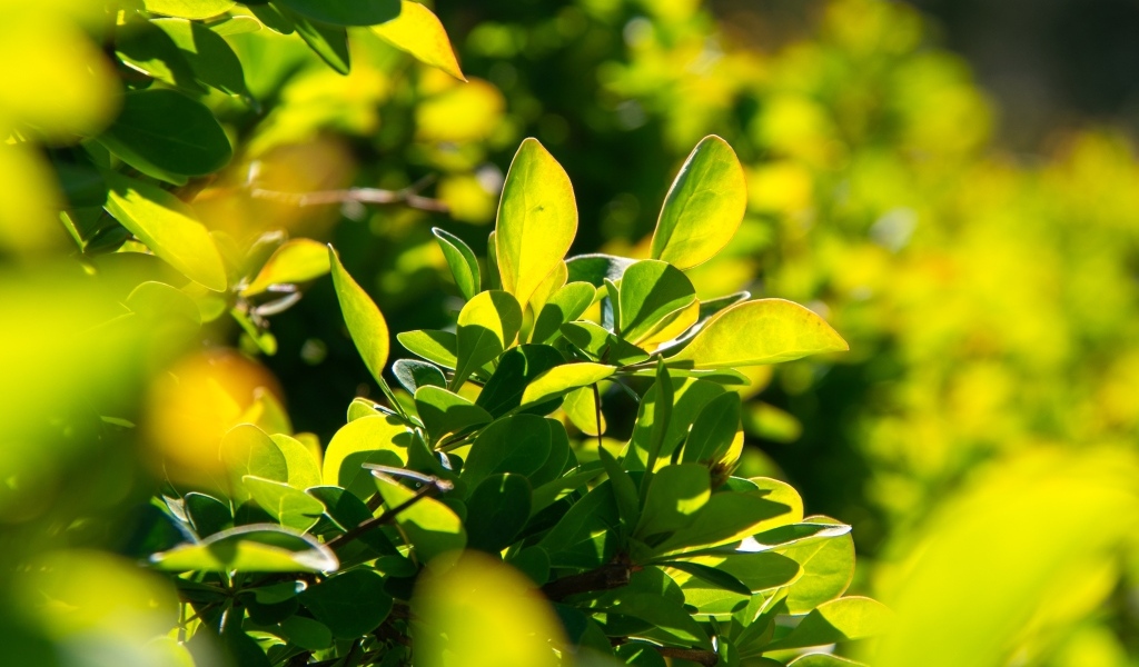 Зеленые листья барбариса на кусте