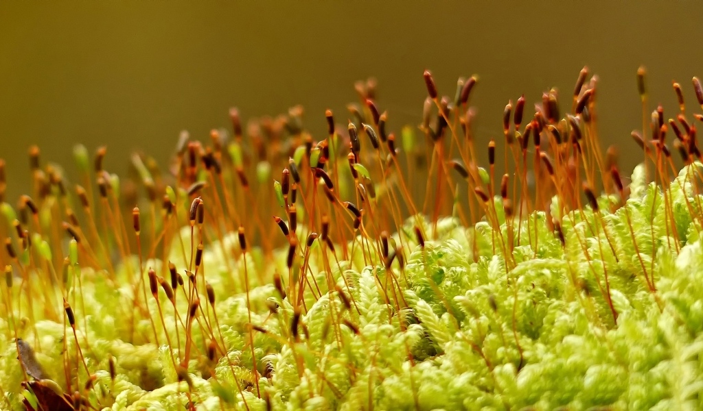 Зеленый мох на земле крупным планом