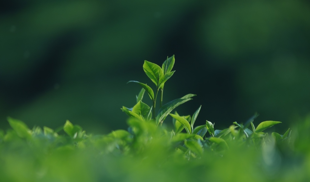 Зеленые листья чая на плантации