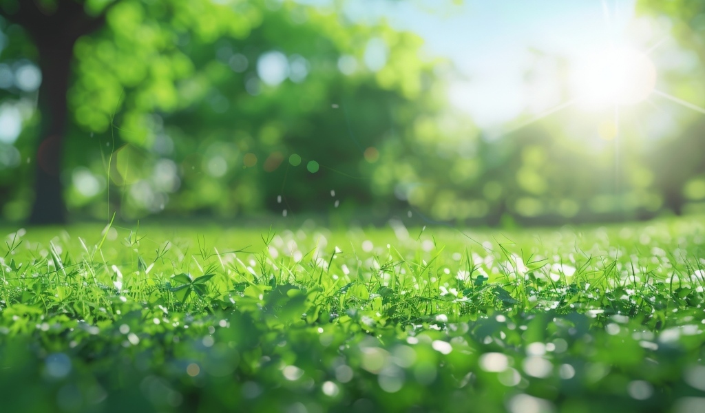 Зеленая молодая трава в лучах солнца летом