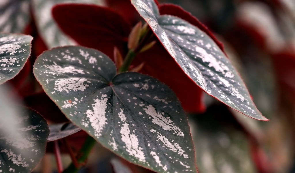 Огромные зеленые с белыми полосками листья растения