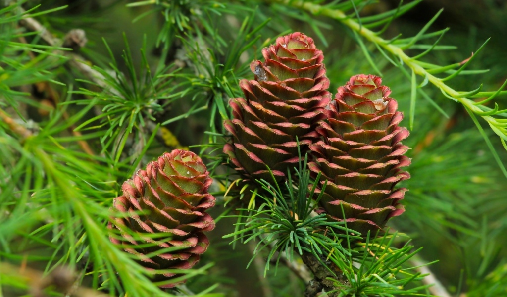 Большие шишки на ветках хвойного дерева