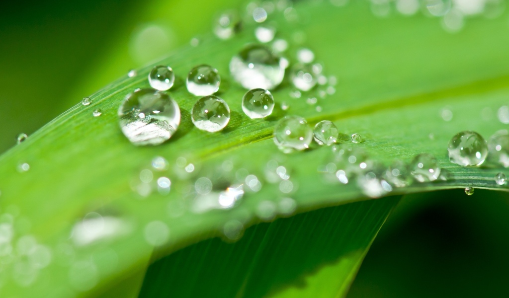 Много капель воды на зеленом листке