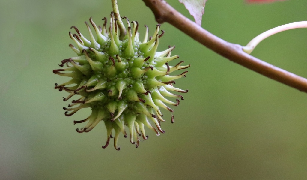 Колючий плод на ветке дерева