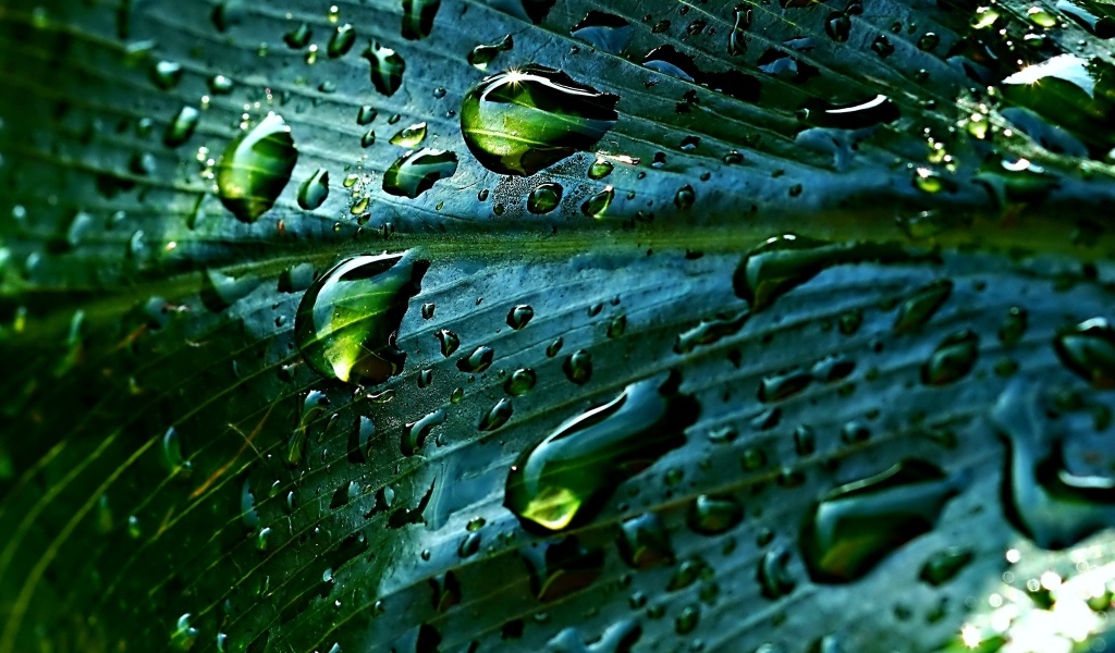 Дождевые капли на зеленом листке