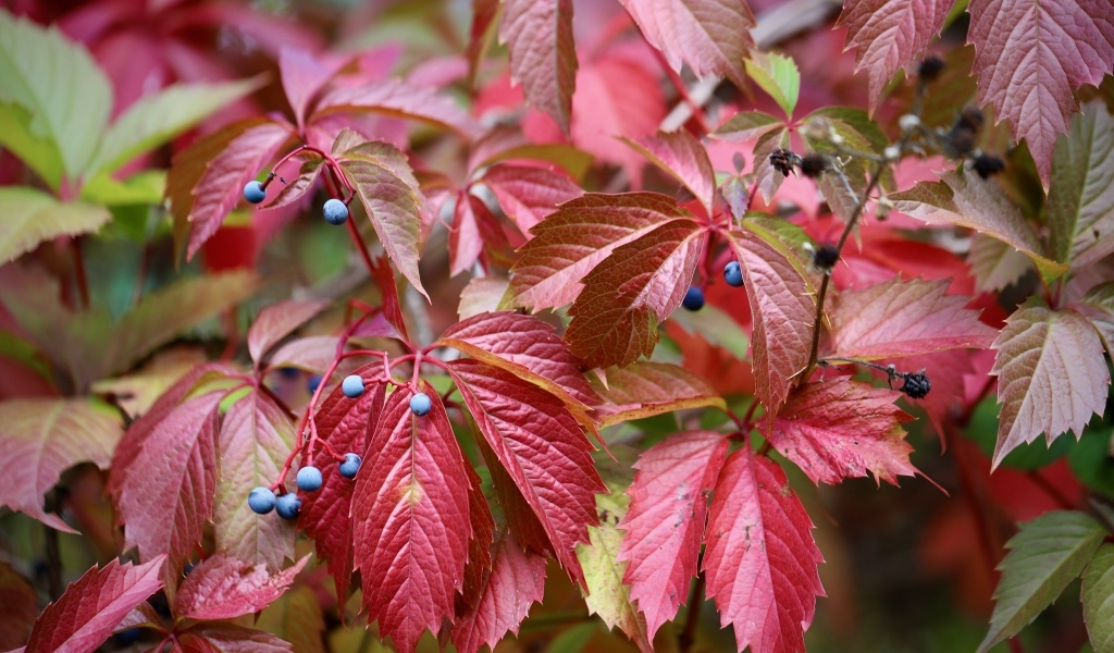 Красные листья дикого винограда