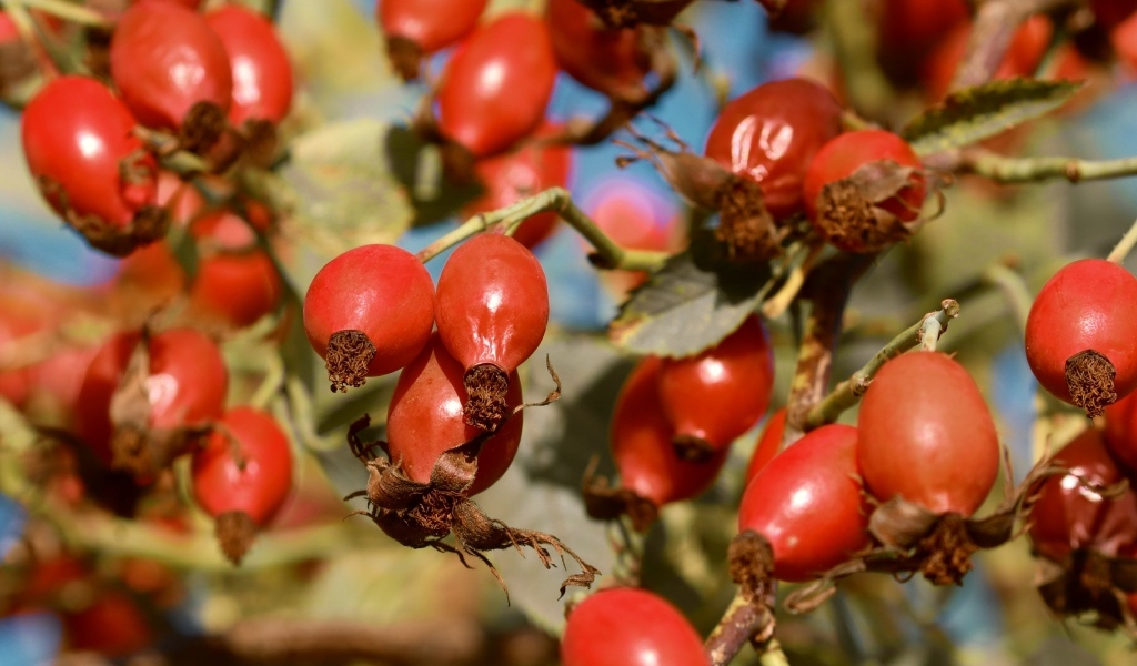 Красные ягоды шиповника на ветках